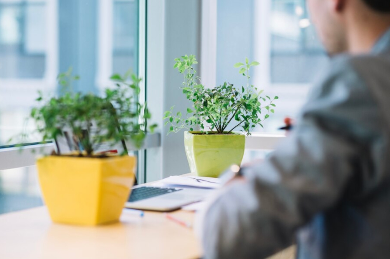 crop-man-working-near-plants in a office desk